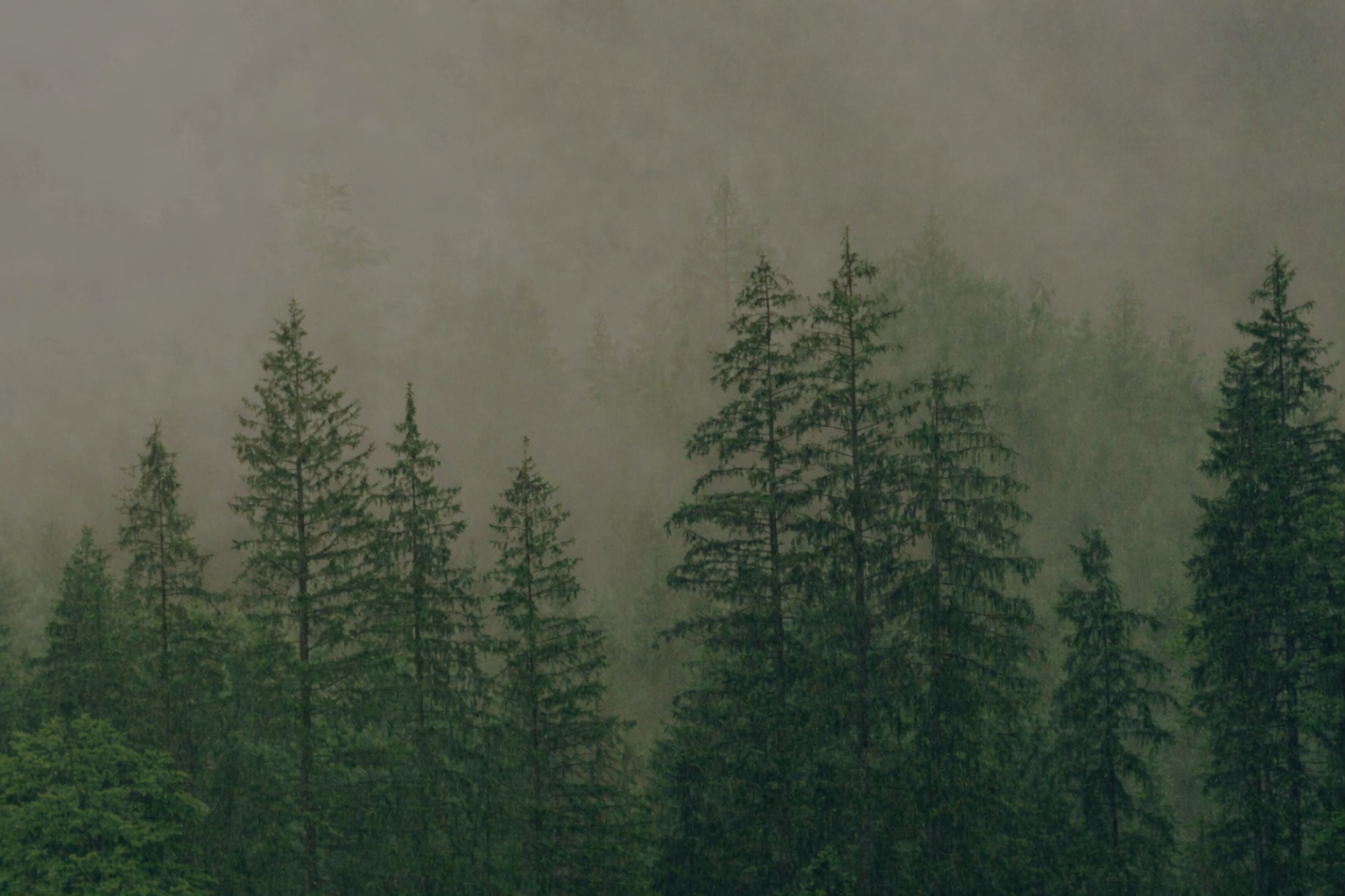 Eco-friendly forestry mulching methods